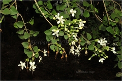 Clerodendrum phlomidis